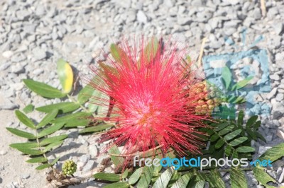 Red Powder Puff Stock Photo