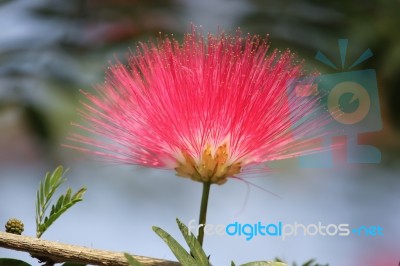 Red Powder Puff Stock Photo