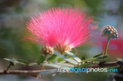 Red Powder Puff Stock Photo