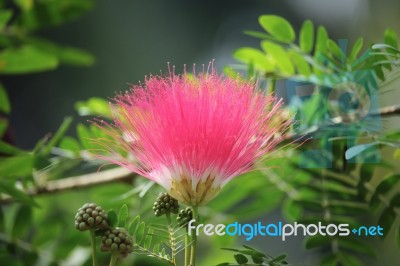 Red Powder Puff Stock Photo