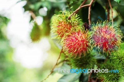 Red Rambutan With Sun Shines Stock Photo