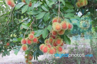 Red Rambutans On Tree Branch Stock Photo