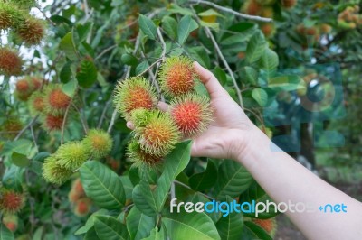 Red Rambutans On Tree Branch Stock Photo