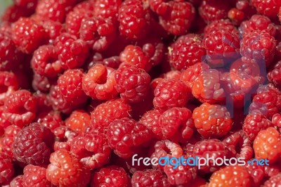 Red Raspberry Fruit Stock Photo