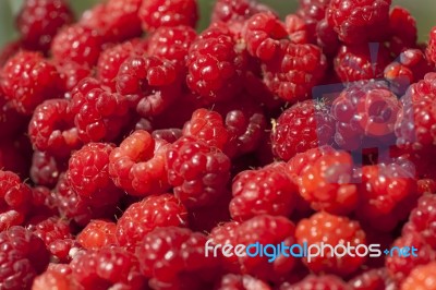 Red Raspberry Fruit Stock Photo