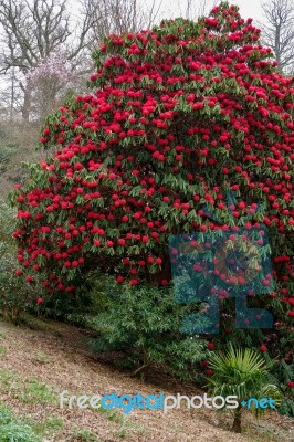 Red Rhododendron In Flower Stock Photo