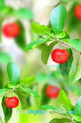 Red Ripe Cherries Stock Photo