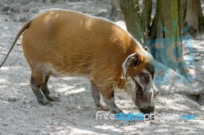 Red River Hog (potamochoerus Porcus) Stock Photo