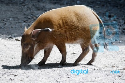 Red River Hog (potamochoerus Porcus) Stock Photo