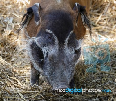 Red River Hog (potamochoerus Porcus) Stock Photo