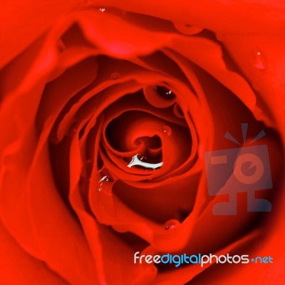 Red Rose Stock Photo