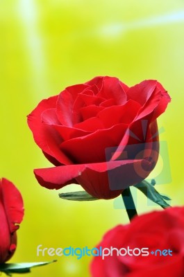 Red Rose Stock Photo