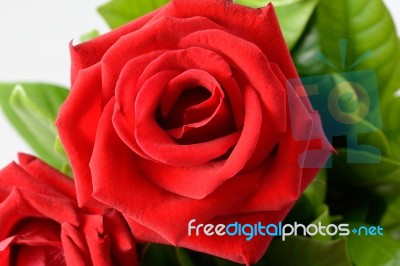 Red Rose Stock Photo