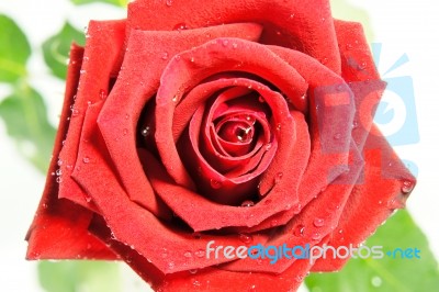 Red Rose Stock Photo