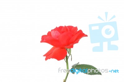 Red Rose Stock Photo