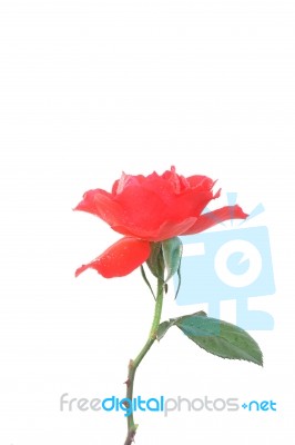 Red Rose Stock Photo