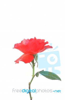 Red Rose Stock Photo