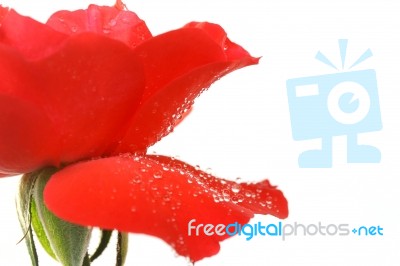 Red Rose Stock Photo