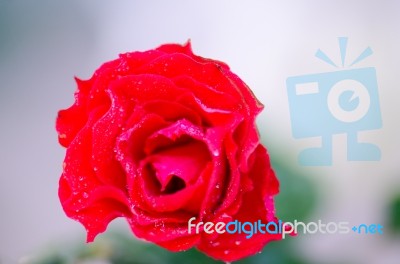 
Red Rose Stock Photo