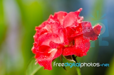 
Red Rose Stock Photo