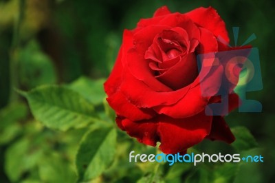 Red Rose Stock Photo