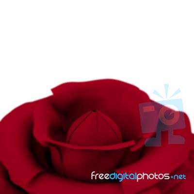 Red Rose Stock Image