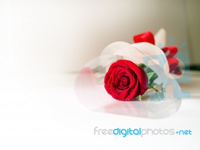 Red Rose Stock Photo