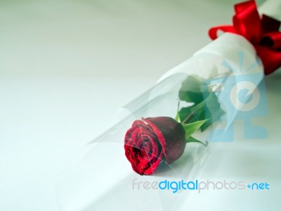 Red Rose Stock Photo