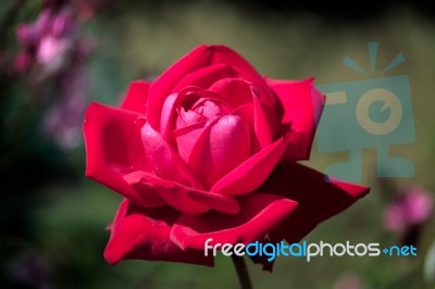 Red Rose Blooming In Calahonda Stock Photo