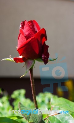 Red Rose Bud In The Garden Stock Photo