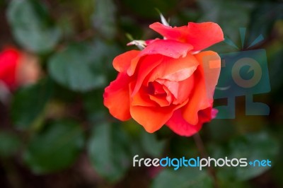 Red Rose Bursting Into Flower Stock Photo