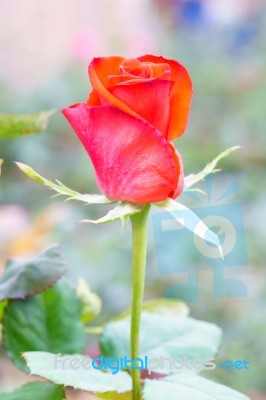 Red Rose Close Up Stock Photo