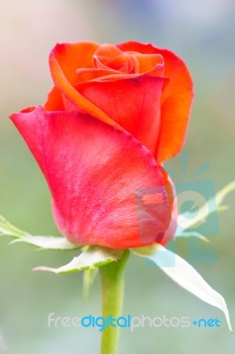 Red Rose Close Up Stock Photo