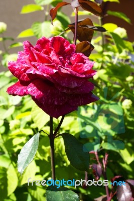 Red Rose In The Garden Stock Photo