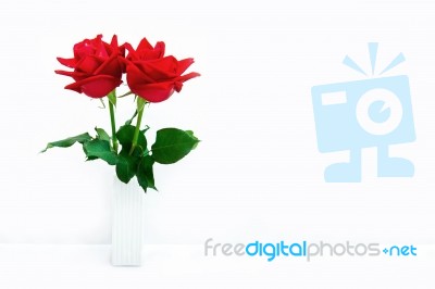 Red Rose Isolated On White Background Stock Photo