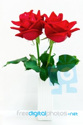 Red Rose Isolated On White Background Stock Photo