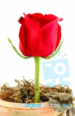 Red Rose Over Dying Plant On Pot Stock Photo