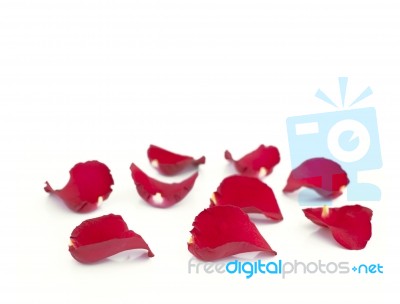 Red Rose Petals  Stock Photo