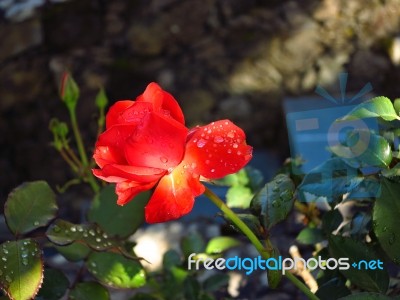 Red Rose With Dew Drops Stock Photo