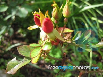 Red Rosebuds In Sunlight Stock Photo