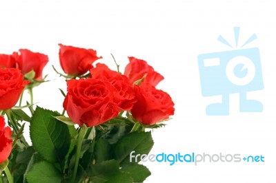 Red Roses Stock Photo