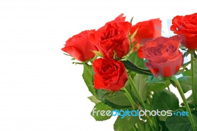 Red Roses Stock Photo