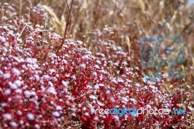 Red Saxifrage (saxifraga) In Sardinia Stock Photo