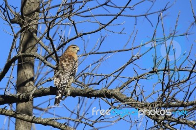 Red Shouldered Hawk Stock Photo