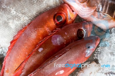 Red Snapper Fish On Ice In Callao Salveje Tenerife Stock Photo