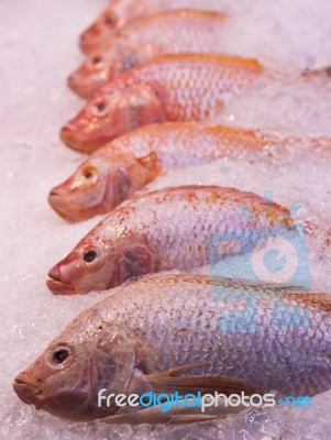 Red Snapper Fishes Stock Photo