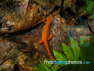 Red Spotted Newt Stock Photo