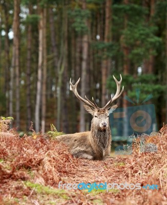 Red Stag Lying Down Stock Photo