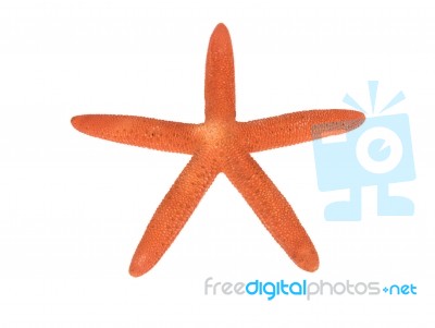 Red Star Fish Isolated On White Stock Photo