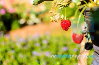 Red Strawberry Garden In Pot Stock Photo